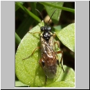 Aglaostigma sp - Blattwespe 02a 9mm.jpg